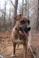 Roxie is another long timer in rescue. She has been waiting on a home for over two years. She is a catahoula mix. She is a large girl but walks well on a leash.